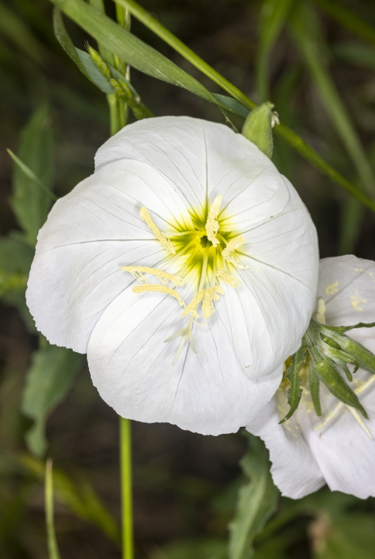 White Primrose April 2022